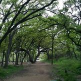 Shoal Creek Hike and Bike Trail