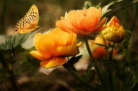 Pratiksha