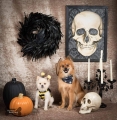 Houston Bark Park Inaugural Doggie Halloween Costume Contest benefiting Snowdrop Foundation